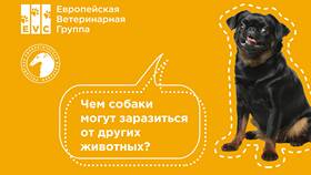Чем можно отправить собаку в Levis